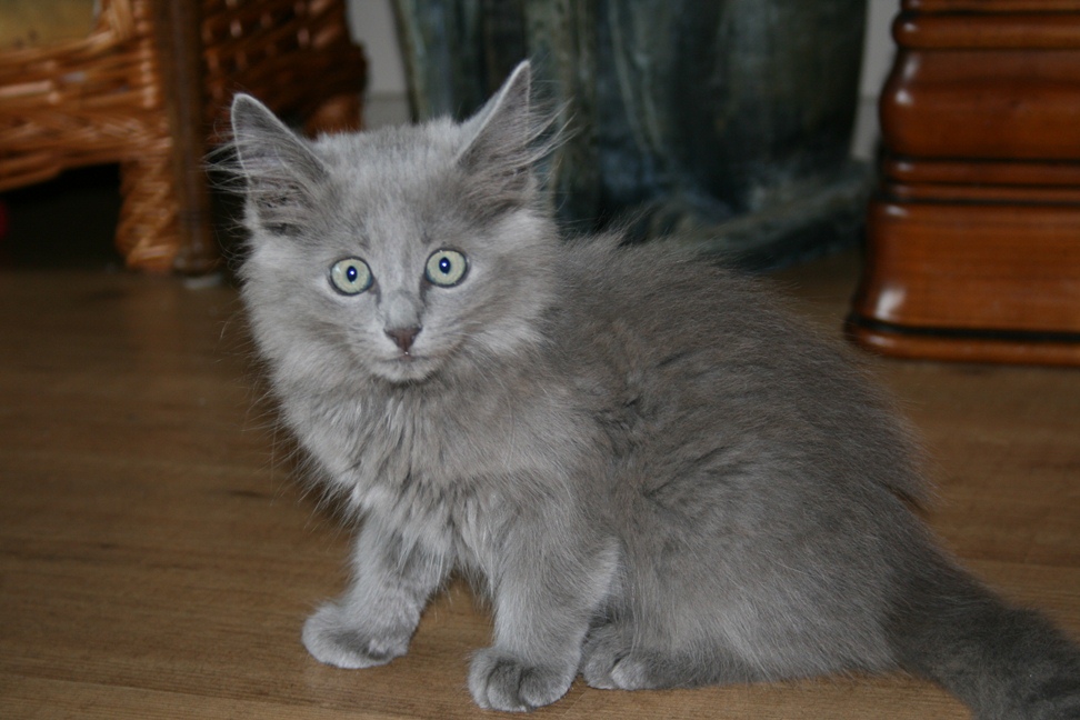 Nebelung Info, Personality, Pictures, Kittens