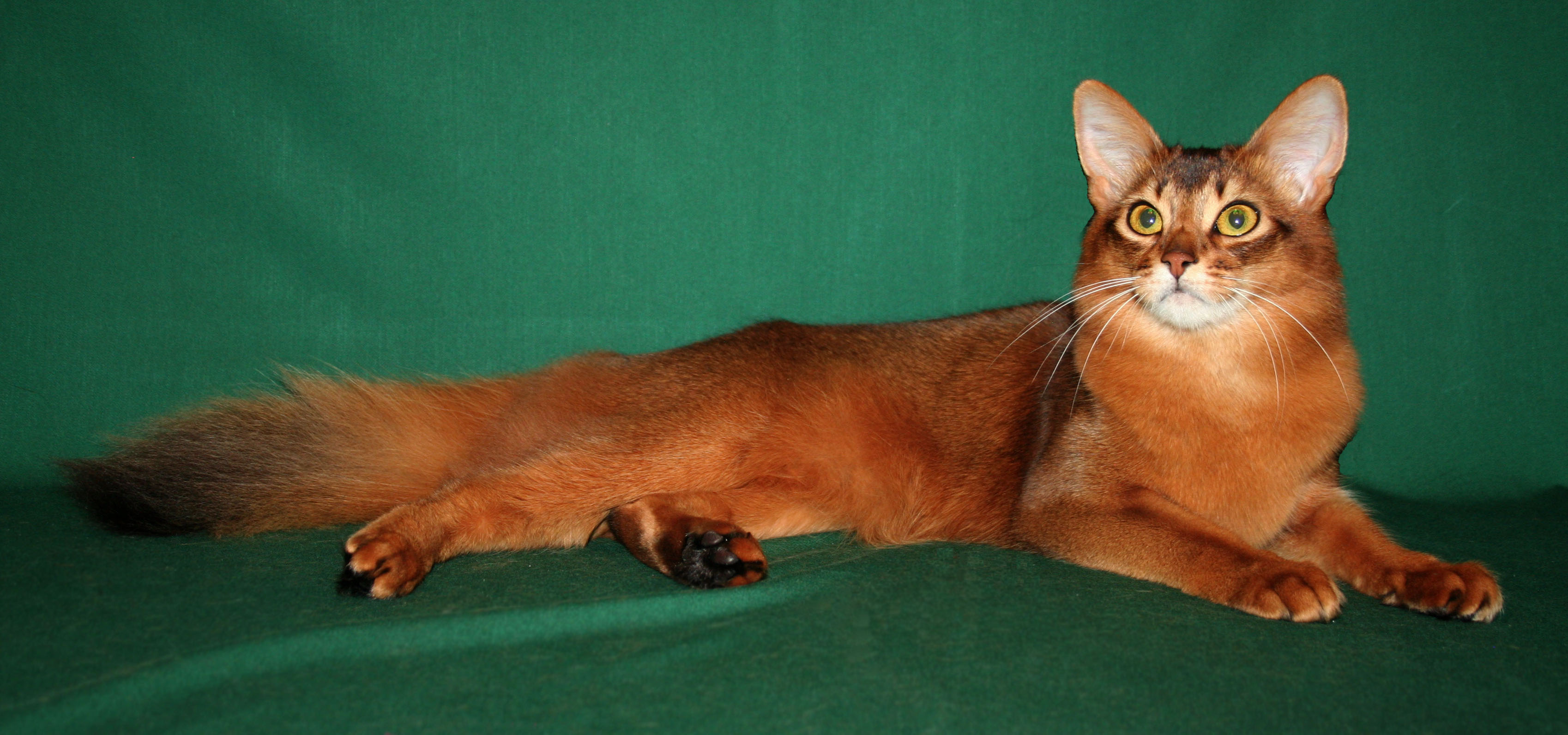 Ruddy Somali Cat