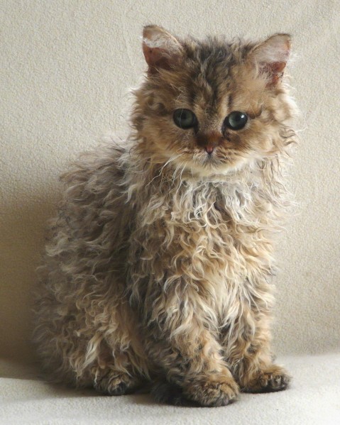 http://www.catbreedselector.com/wp-content/uploads/2015/04/Selkirk-Rex-Kitten.jpg