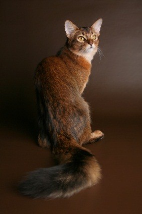 Somali Cat Blue, Ruddy, Red Breed Info, Personality, Grooming, Pictures