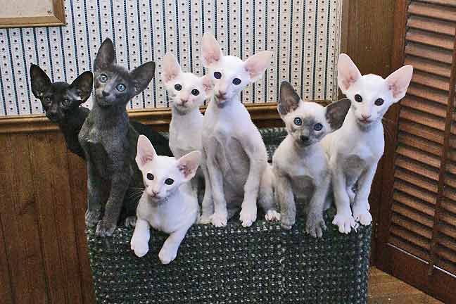 43++ Oriental shorthair information The best and funniest cat