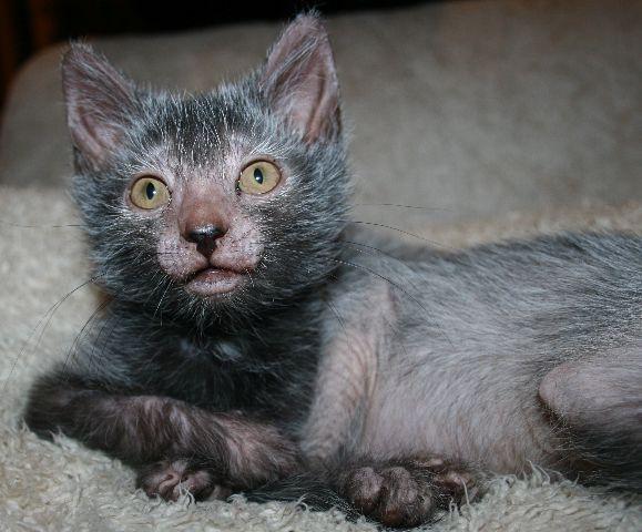 Lykoi Cat Breed Kittens Info Temperament Care Training Pictures