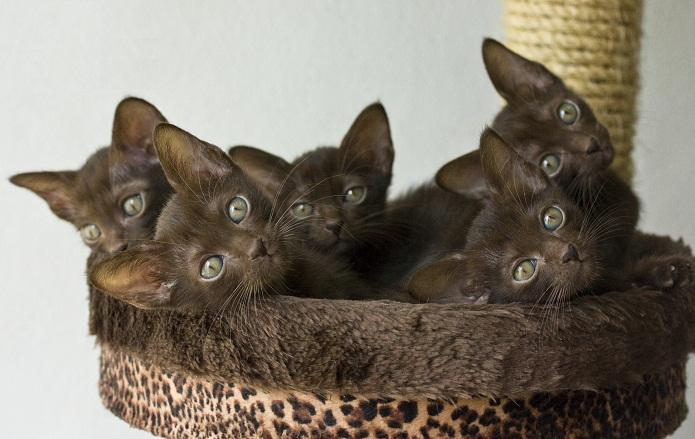 Suphalak-Kittens.jpg