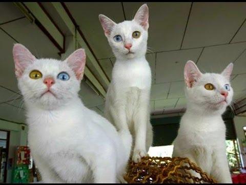 Khao Manee Cat Info, History, Personality, Care, Kittens, Pictures