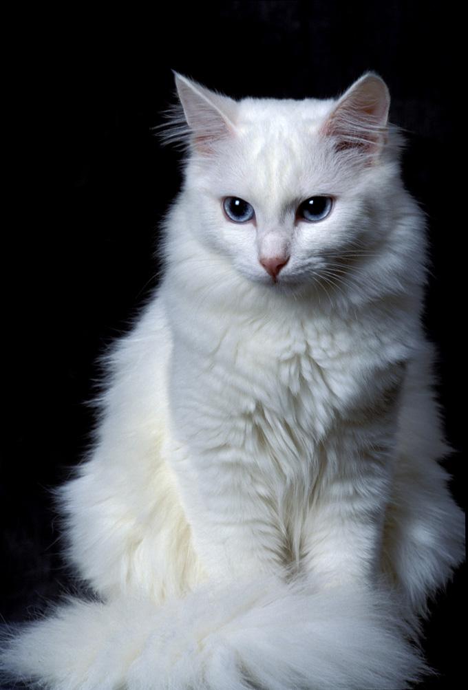 Turkish Angora Cat Info, Personality, Kittens, Pictures