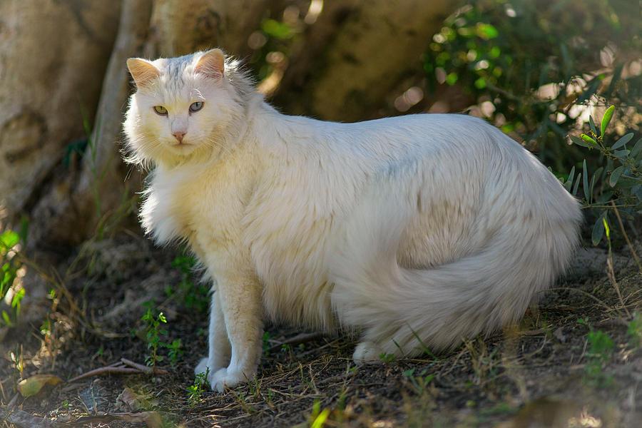 Turkish Angora Cat Info, Personality, Kittens, Pictures