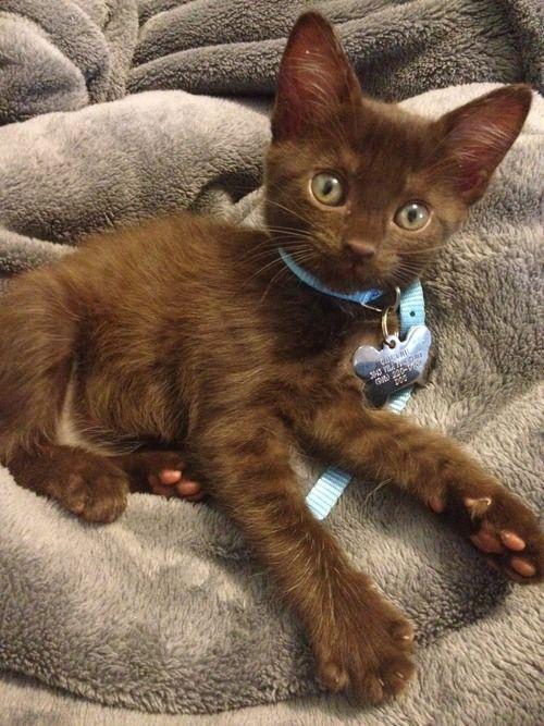 Havana Brown Cat Info, History, Personality, Care, Kittens, Pictures