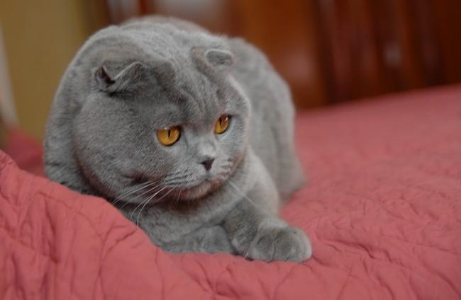 Scottish Fold Cat Info, Personality, Kittens, Pictures