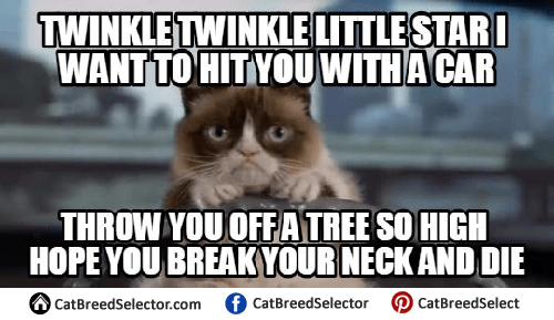 Angry Cat Memes | Cat Breed Selector