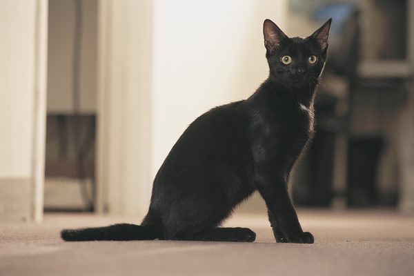 Bombay Cat Info, Personality, Kittens, Feeding, Pictures