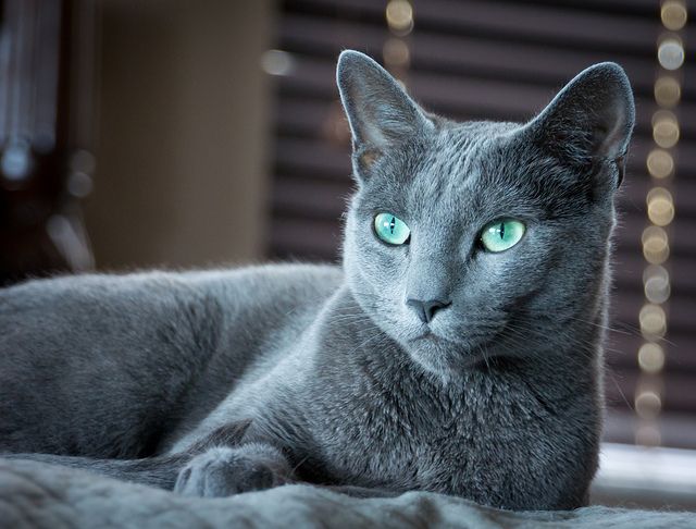 Long Haired Russian Blue Cats: Characteristics and Care - wide 2
