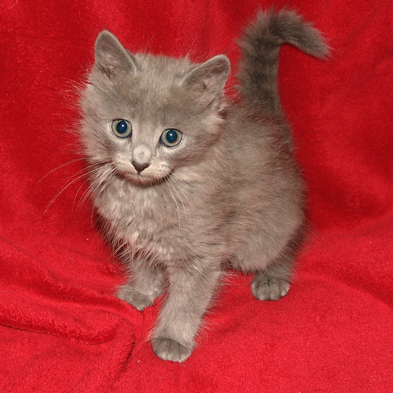 Nebelung Cats For Sale Uk Food Ideas