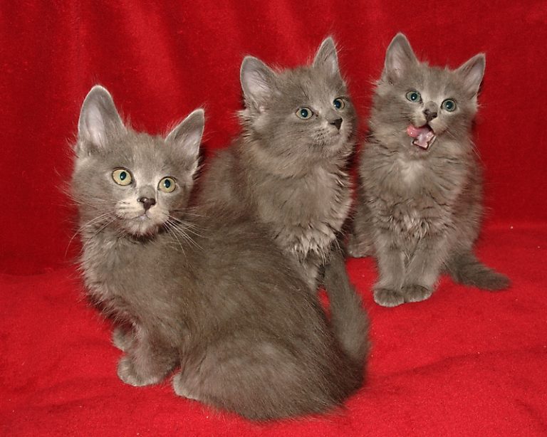 Nebelung Info, Personality, Pictures, Kittens