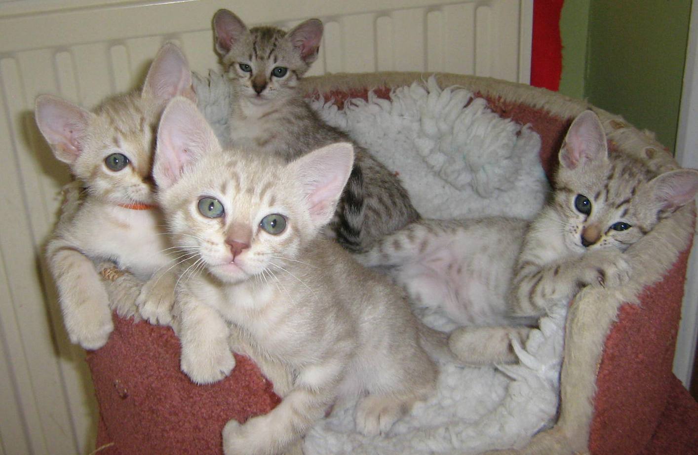 Australian Mist Info Personality Care Kittens Pictures Cat Breed Selector