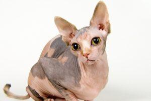 Hairless Cat