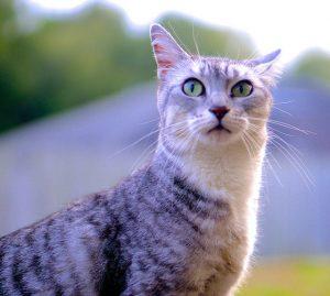 Natural Cat Breeds