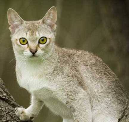 Singapura Cat Breed Info, History, Personality, Kittens ...
