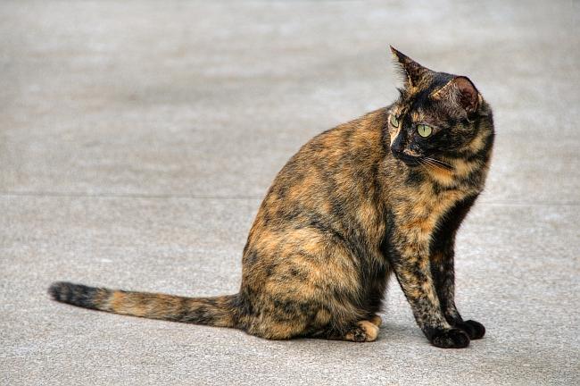 Tortoise Shell Cat Breed Selector Part 2