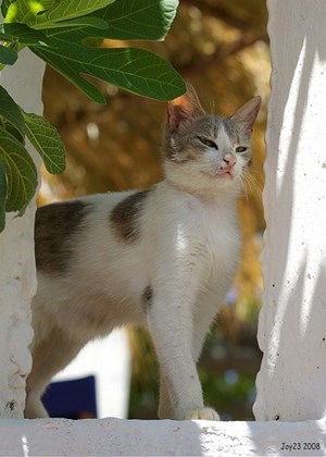 german rex - information, health, pictures & training pet paw