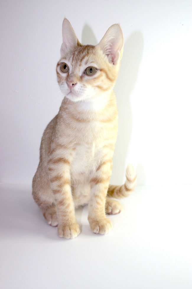 Photos Of Different Cat Breeds Photos Of Different Cat Breeds
