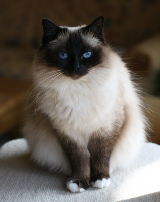  Birman  Cat  Info History Personality Kittens  Diet 