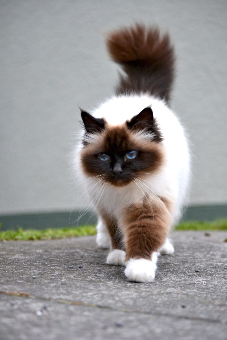 birman cat plush