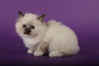 Birman Cat Info, History, Personality, Kittens, Diet, Picture