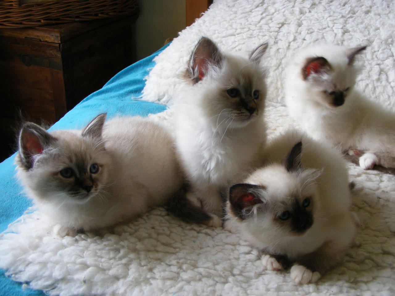 birman cat breeders