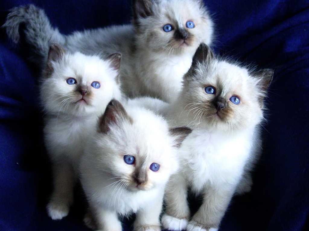  Birman Cat  Info History Personality Kittens  Diet 