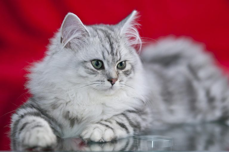 British Longhair Kittens for Sale - wide 3