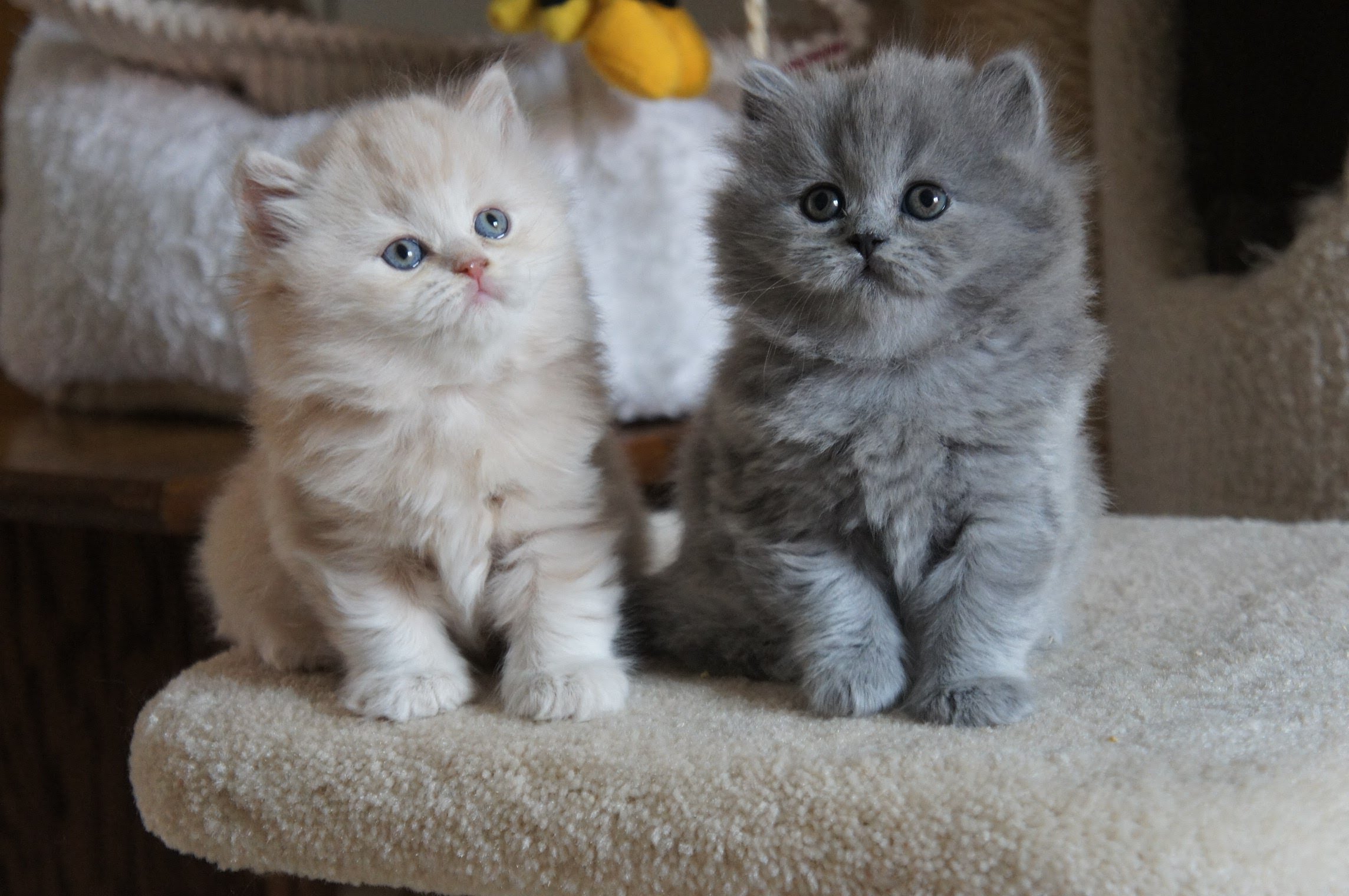 medium hair cats