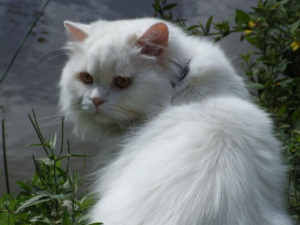 British Longhair Cat Info, Kittens, Temperament, Care, Pictures | Cat