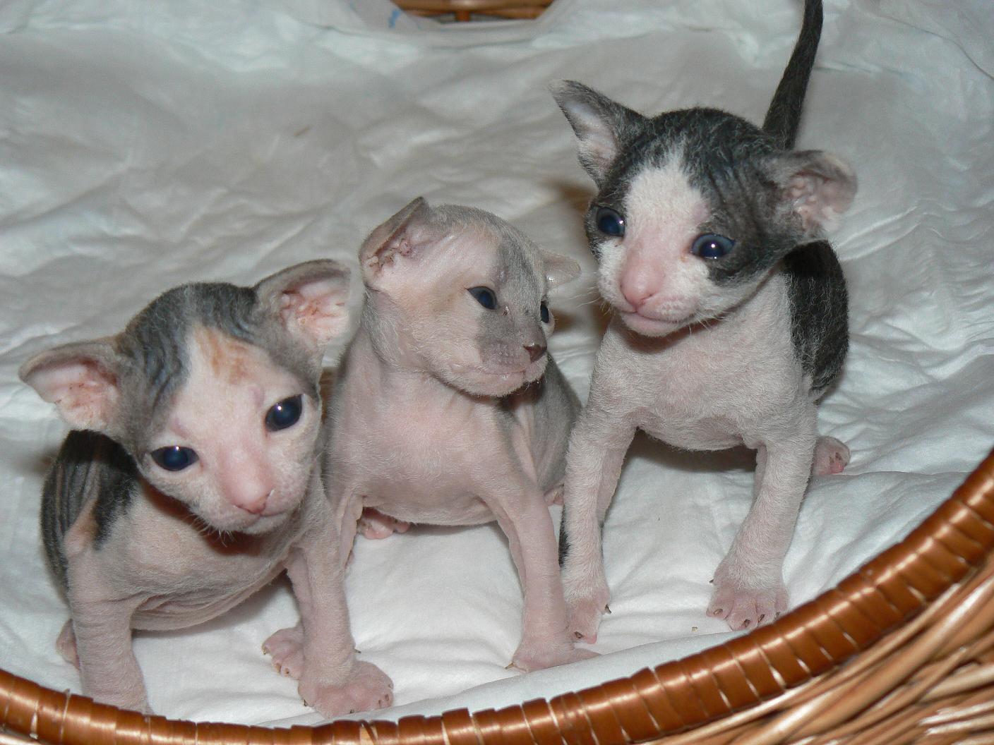 Donskoy Cat Info, History, Personality, Kittens, Diet, Pictures | Cat ...