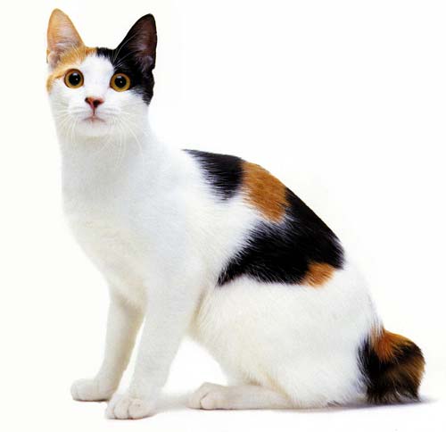 Japanese Bobcat Info, History, Personality, Kittens, Diet ...