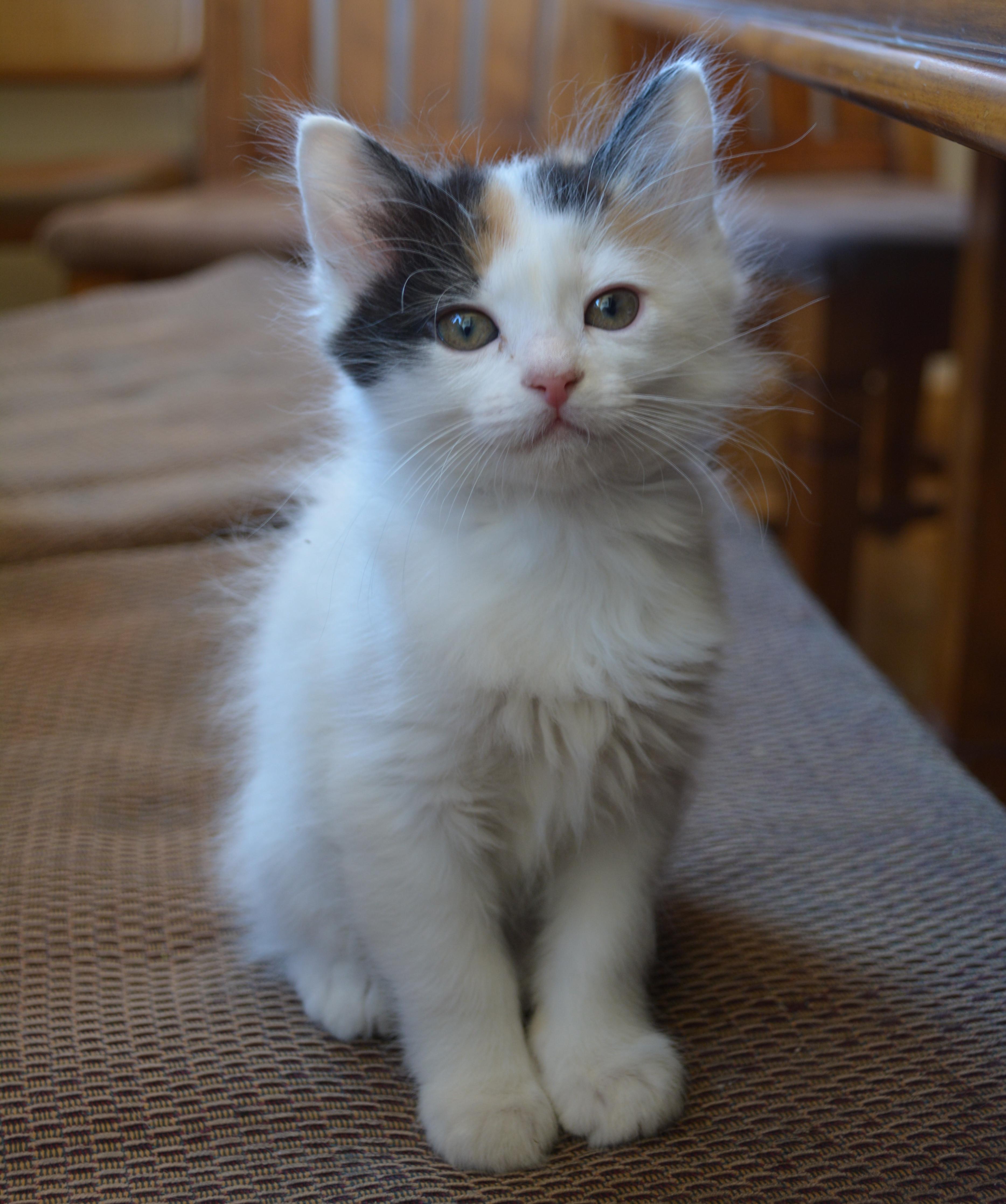 18+ Baru Japanese Cat