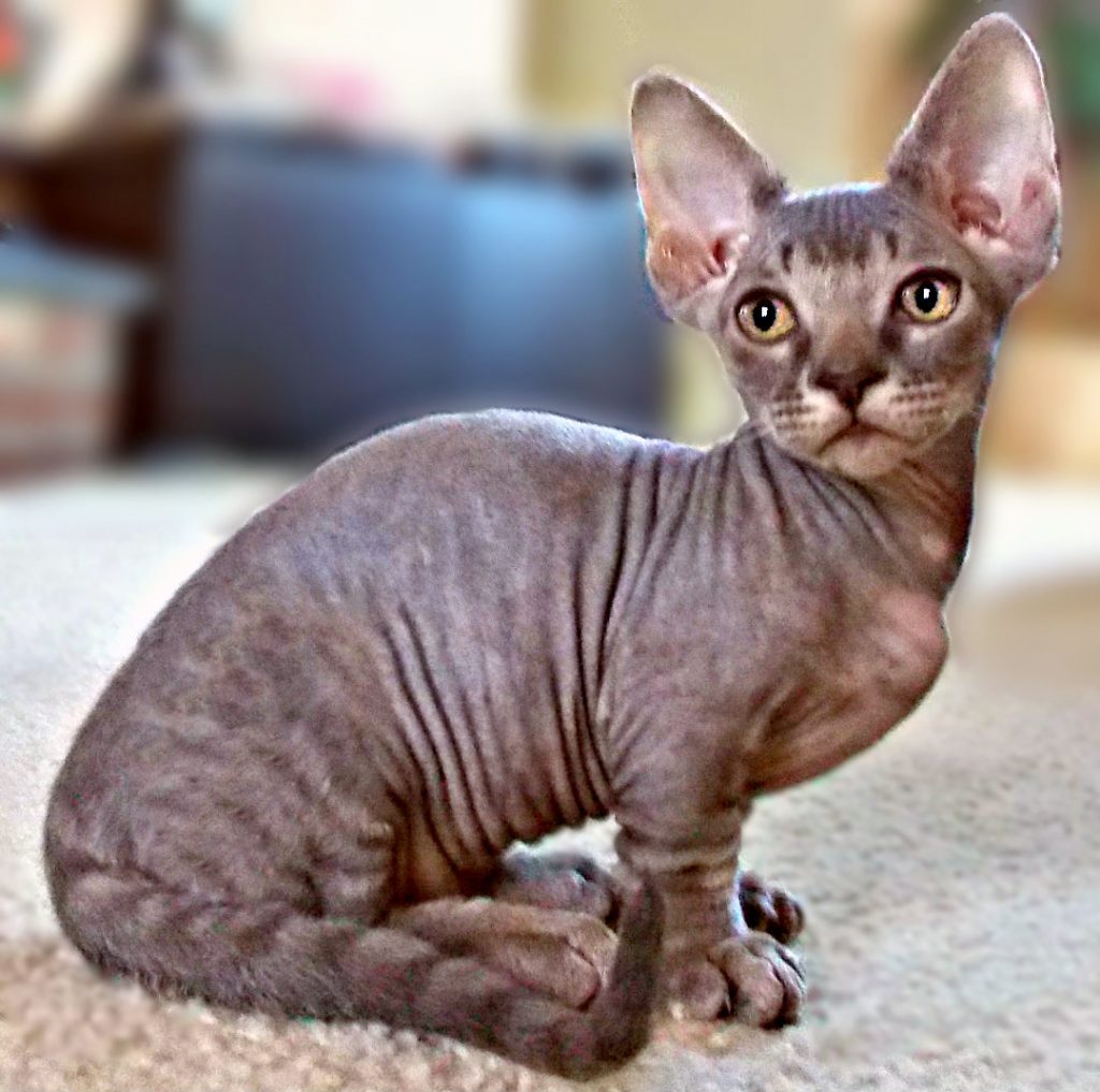 Bambino Cat Cat Breed Selector
