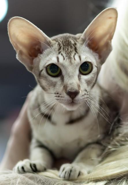 Oriental Shorthair Cat