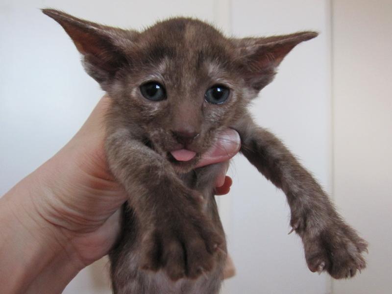 oriental shorthair adoption