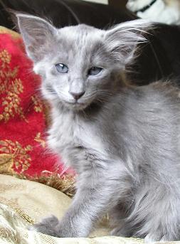 Oriental Longhair Cat Info, Temperament, Care, Training, Pictures | Cat