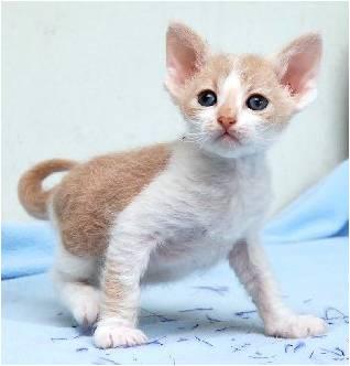 LaPerm Cat Info, Temperament, Care, Training, Kittens ...