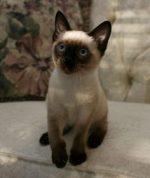 toybob kittens for sale