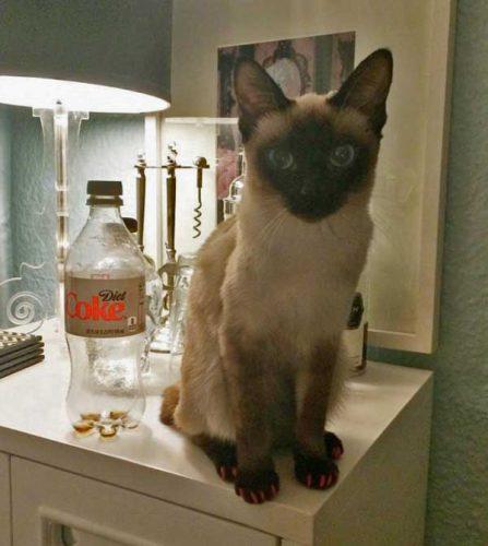 toybob kittens for sale