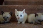toybob kittens for sale