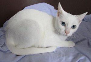 Khao Manee | Cat Breed Selector