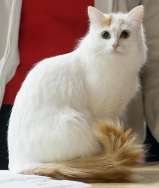 Turkish Van cat