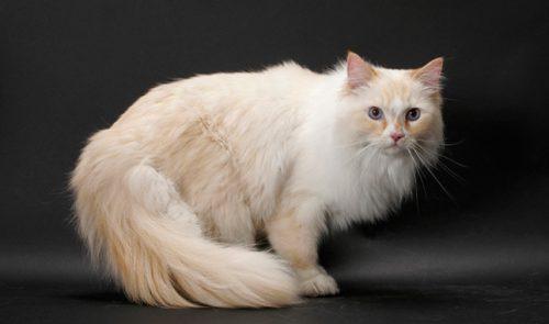 Ragamuffin Cat | Cat Breed Selector