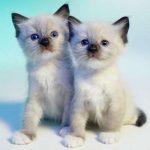 Snow Shoe Cat Breed Info, History, Personality, Care, Kittens, Pictures