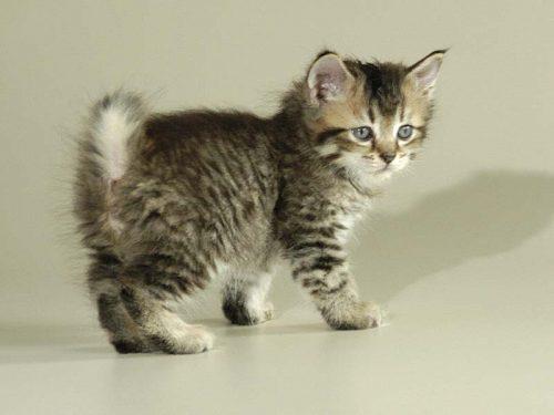 Pixie-Bob Cat Breed Info, History, Personality, Care, Kittens, Pictures