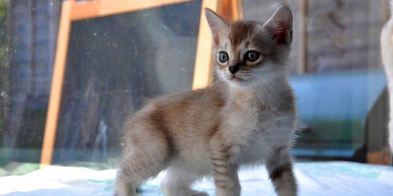 Asian Semi-longhair (Tiffany/Tiffanie) Cat