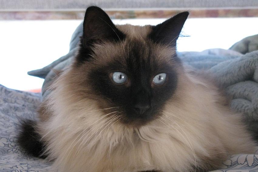 Balinese Cat | Cat Breed Selector